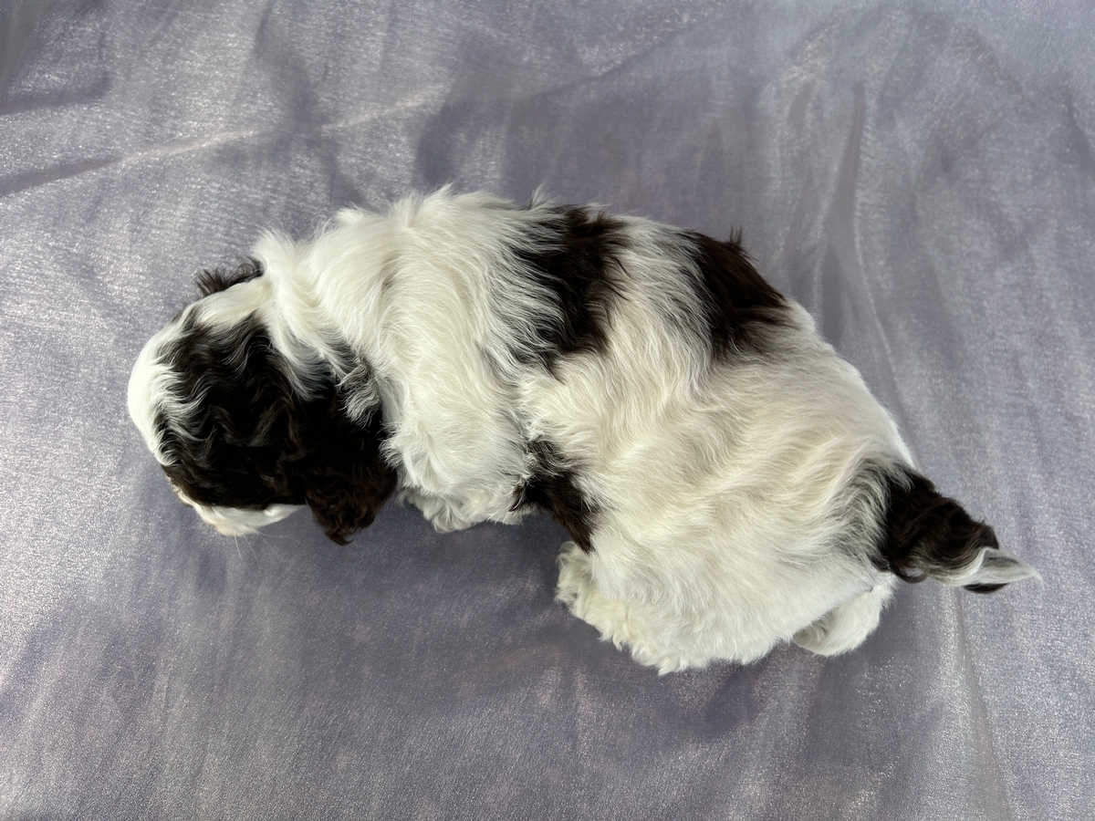 Male White Parti Color Cockapoo Puppy with Chocolate Markings for Sale in Iowa DOB 2-3-2026 $950